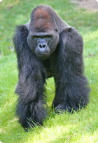 Gorilla