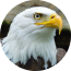 West End Bald Eagle