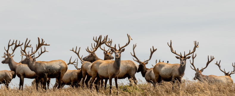 Deers in the zoo