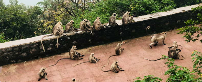 Monkeys in the zoo